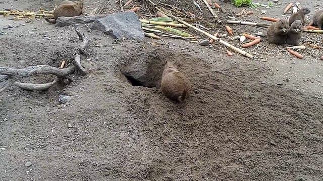 ЗОО Будапешт часть 1 смотреть онлайн