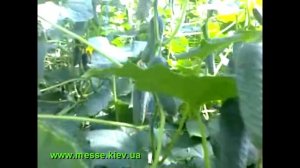 Опыт выращивания огурца Меренга F1 в теплице