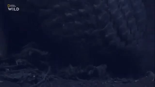 Дикая природа смотреть онлайн