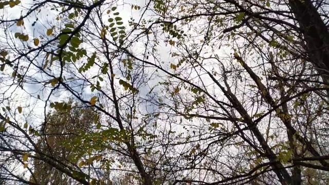 г.Волжский,парк, осень 02.11.2020г. смотреть онлайн