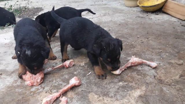 Rottweiler  / Ротвейлер