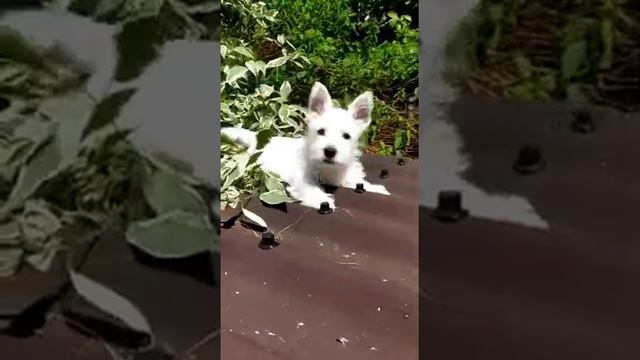 Продаётся щенок Вест Хайленд Уайт терьер, мальчик! 📞+7 921-505-87-79 Ксения. Доставка возможна! смотреть онлайн