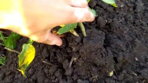 Подкапывает сорт Вега.