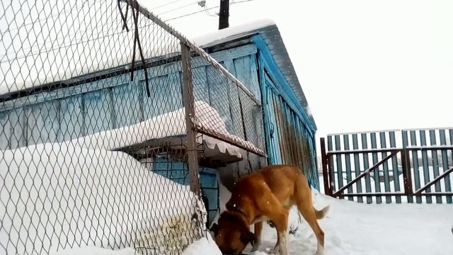 Второй раз за день убираю снег. Поилка для цыплят смотреть онлайн