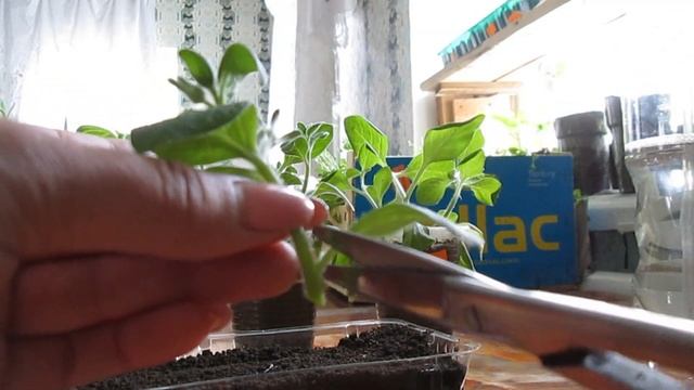 КАК правильно ПРИЩИПЫВАТЬ ПЕТУНИЮ ЧТОБЫ ОНА ШИКАРНО ЦВЕЛА / ЧЕРЕНКОВАНИЕ ПЕТУНИИ выращенной из семя