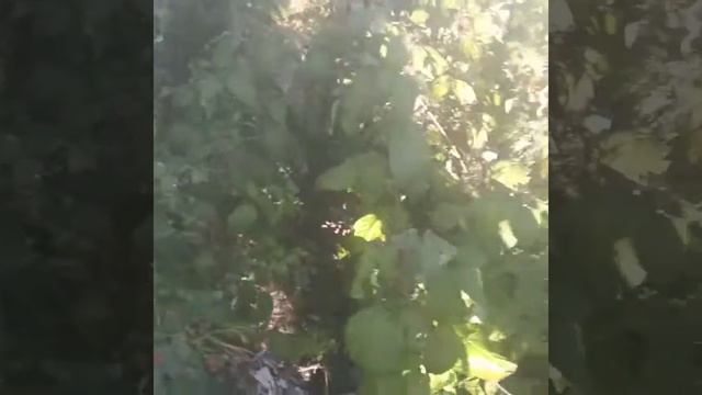 Продаю саженцы ремонтантной малины польской селекции сорта Полка и Полана. смотреть онлайн