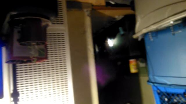 Amaryllis red lion смотреть онлайн