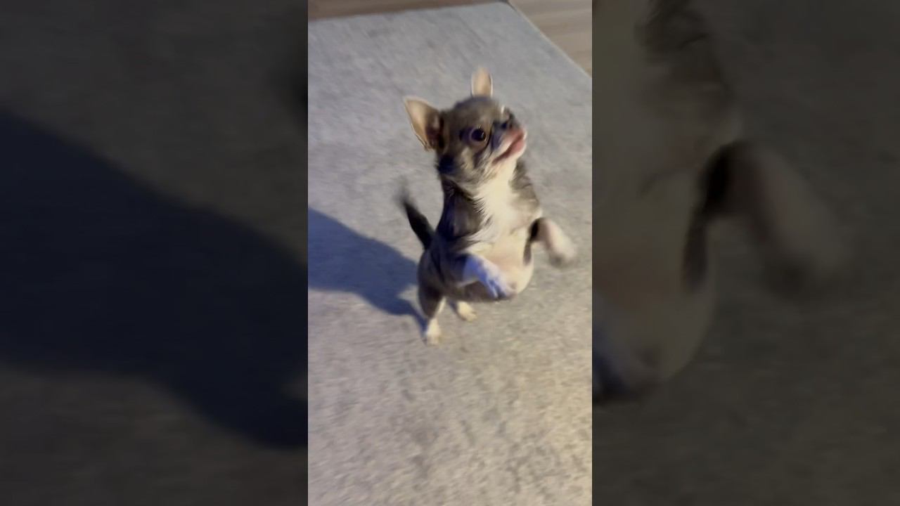 Чихуахуа Лея #shorts #чихуахуа #лея #собака смотреть онлайн