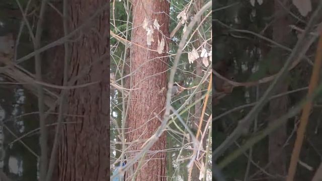 Белки. Прикорм в парке 26 февраля 22 г смотреть онлайн