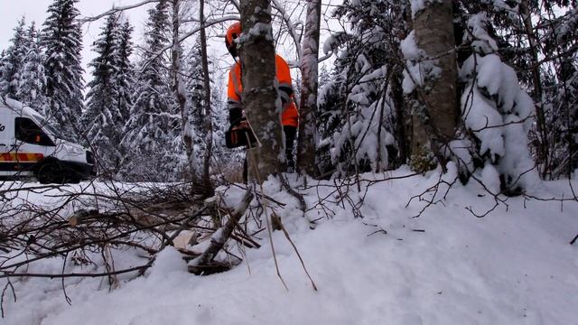 CRUSHING A MELON WITH A FALLING TREE смотреть онлайн