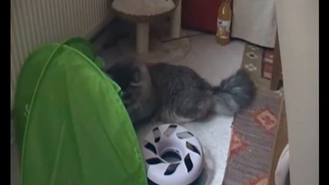 Maine Coon (Kater Mikesch) смотреть онлайн