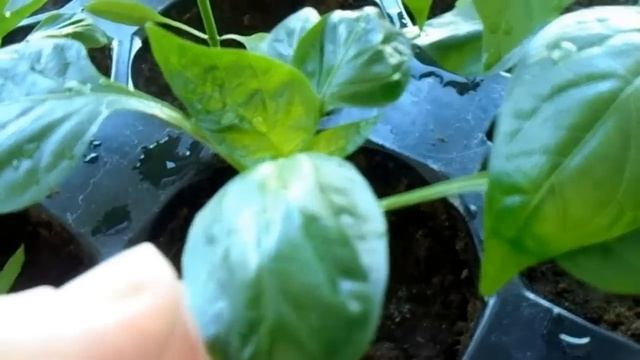 ПРИЧИНЫ СКРУЧИВАНИЯ ЛИСТЬЕВ У РАССАДЫ ПЕРЦА