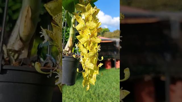 cycnoches Anne-katrine Berger .... смотреть онлайн
