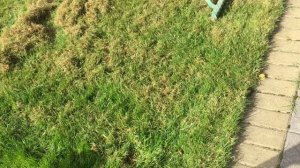 Делаю скарификацию газона. Выясняю чем лучше сделать скарификацию. Делюсь опытом.