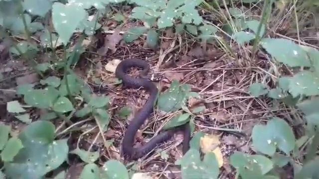 Для любознательных. Про ужа.