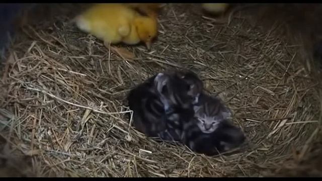 Солянка №5 Лучшая подборка Супер смешное видео Приколы до слёз! смотреть онлайн