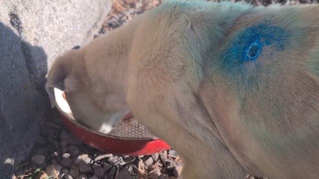 Такса и её щенки/Раздача еды в стае собак/Наши будни смотреть онлайн