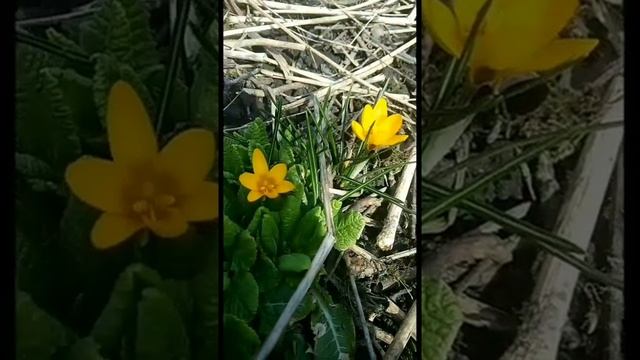 Крокусы цветут смотреть онлайн