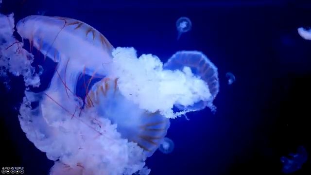 The Beauty of the Sea 4K ? The Graceful Forms of Marine Life - Stress And Anxiety Relief #2 смотреть онлайн