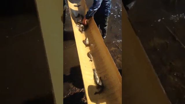 Сорочий лог. Зарыбление 05.05.2016г. смотреть онлайн