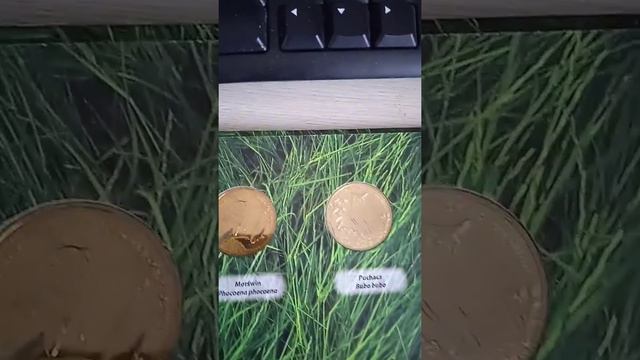 2 злотых Красная книга Польши. смотреть онлайн