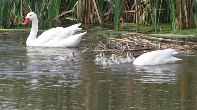 Coscoroba/Coscoroba Swan - Silvia Loiacono смотреть онлайн