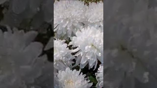 Белые хризантемы для тебя!!! смотреть онлайн