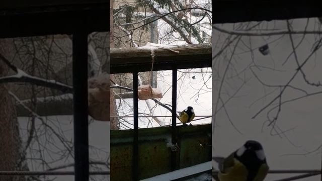 Синички#птицы#синица#nature#зима смотреть онлайн