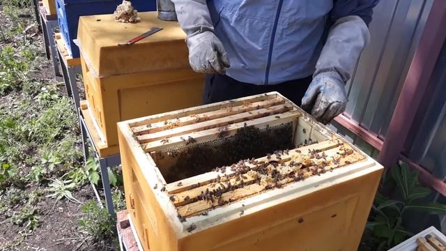 САМЫЙ НАДЁЖНЫЙ И БЫСТРЫЙ ВЫВОД СЕМЬИ ИЗ РОЕВОГО СОСТОЯНИЯ РАБОТАЕТ ВСЕГДА смотреть онлайн