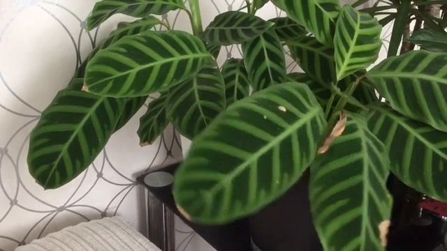 Zebrina Calathea, plant care and tips смотреть онлайн