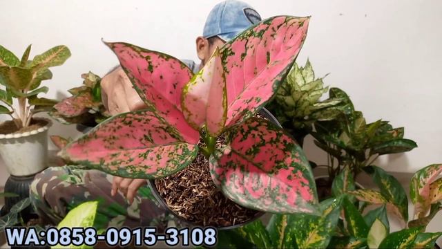 HARGA TURUN LAGI❗OBRAL AGLONEMA MURAH RIMBUN COCOK UNTUK PEMULA смотреть онлайн
