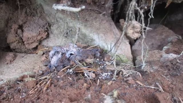 Не опознанный белый грибок, плесень в Карелии. Часть 5 (Атакует себе подобных) смотреть онлайн