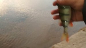 Рыбалка на байкале, Окунь , Щука с.Посольск.