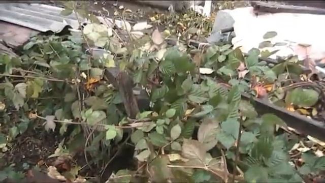 укрытие на зиму теплолюбивых растений:винограда, ежевики и др. смотреть онлайн