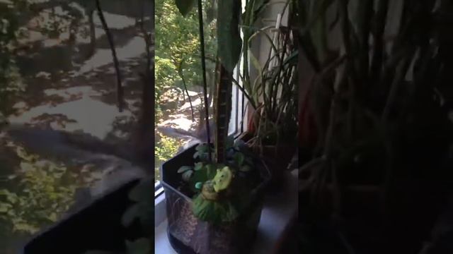 Голубь в окне смотреть онлайн