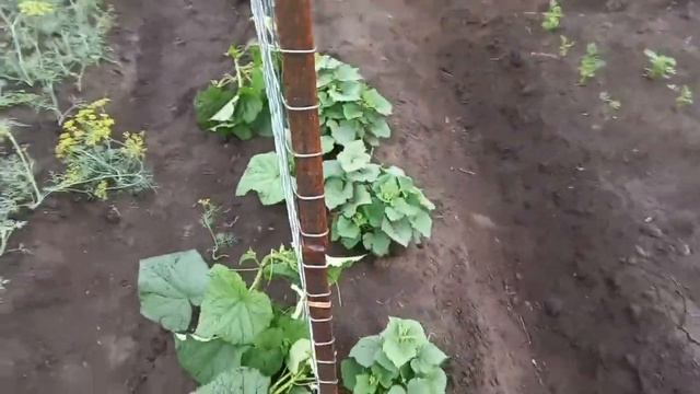 Огород без моих забот! смотреть онлайн