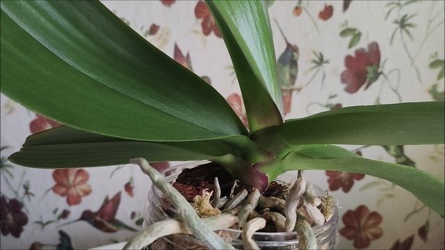 Некоторые тонкости полива орхидей в ЗС после пересадки! смотреть онлайн