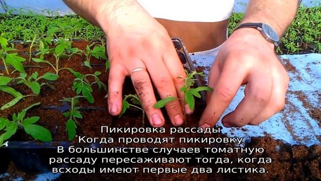 Пикировка томатов в апреле смотреть онлайн