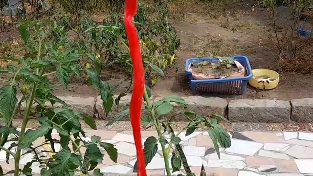 Tomato trellis Ideas..Zero Cost Tomato Support Ideas, No tomato stakes? смотреть онлайн