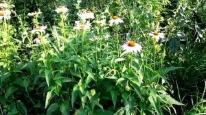 Эхинацея в моем саду - посадка, выращивание, особенности