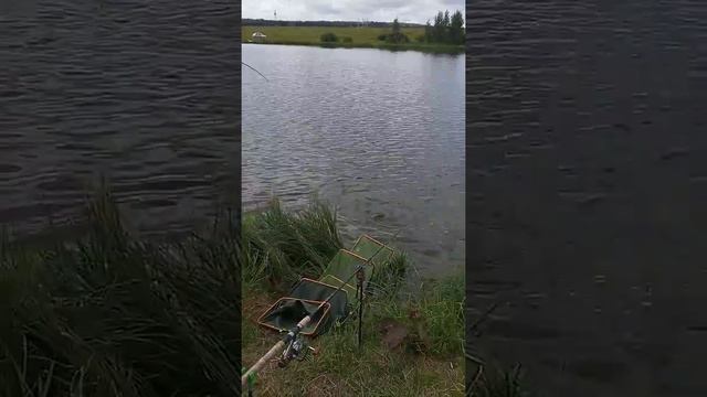 9 карпов платная рыбалка. смотреть онлайн