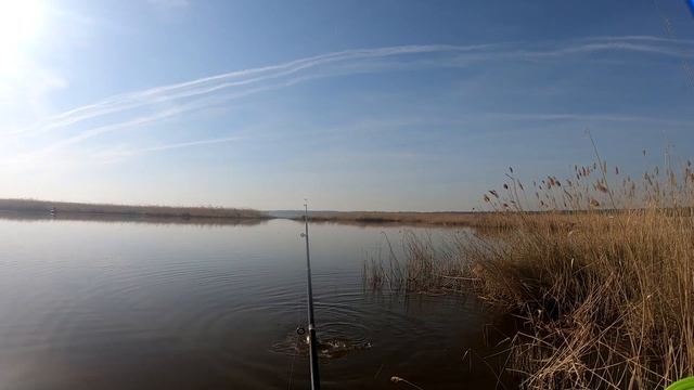 В Курганскую область за Карпом. Ловля карпа на боковой кивок. (оз. Рига) смотреть онлайн