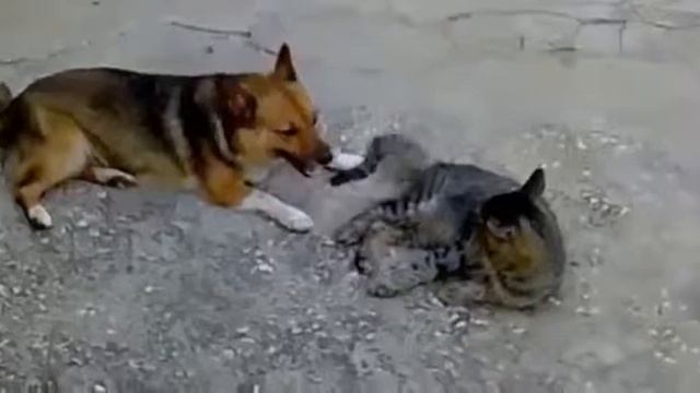 Собака заигрывает с котом! смотреть онлайн