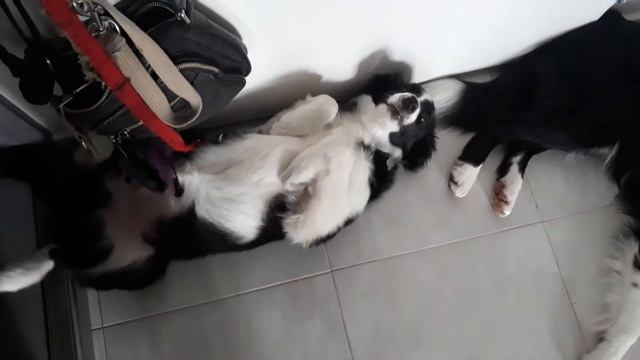Наши бордер -колли. Нашкодили. / Our border collies. Who did this? смотреть онлайн
