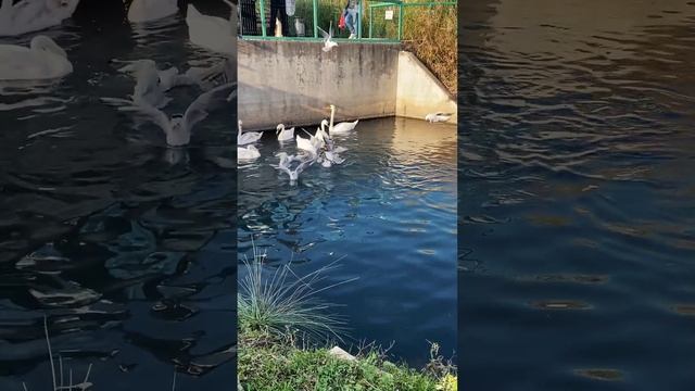 Битва за хлеб смотреть онлайн