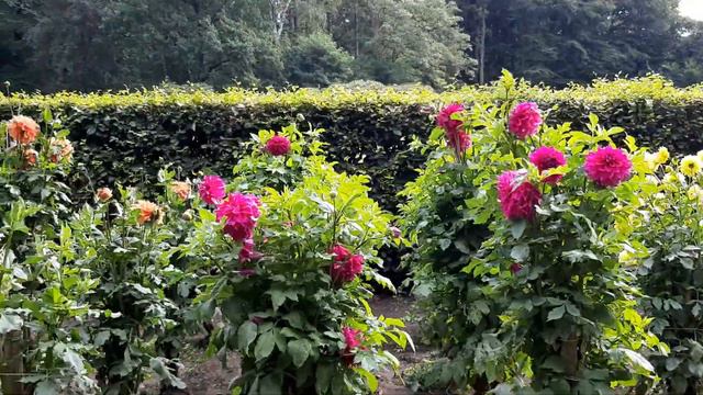 ГАМБУРГ ПАРК ГЕОРГИН ВИДЕО ДЛЯ ЛЮБИТЕЛЕЙ ЦВЕТОВ смотреть онлайн