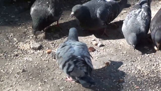 Посвящается всем, кто помогает животным смотреть онлайн