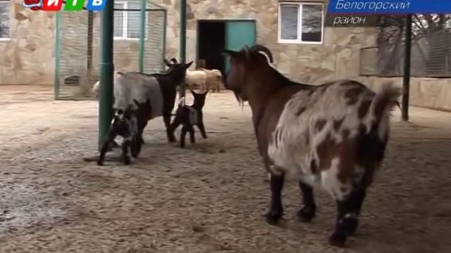 Наступающий 2015 год по восточному календарю — год синей овцы или деревянной козы. смотреть онлайн