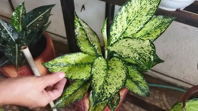 AGLAONEMA PLANT VARIETIES WITH THEIR NAMES & BENEFITS |#VLOGN10 смотреть онлайн