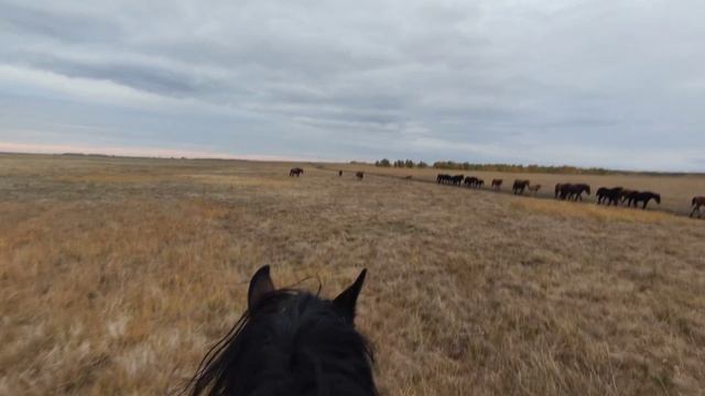 Как быстро может бежеть лошадь? смотреть онлайн